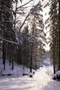 Winter forest covered with white fluffy snow Royalty Free Stock Photo