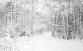 Winter forest covered with white fluffy snow Royalty Free Stock Photo