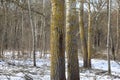 Winter forest, dark autumn forest atmosphere, aspen tree Royalty Free Stock Photo