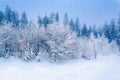 Winter forest: deep snow and snowy trees under blue sky Royalty Free Stock Photo