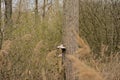 Winter forest detail with dead tree with mushrooms and reed Royalty Free Stock Photo