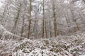 Winter forest detail with pine tree trunks and branches and shrubs covered in snow Royalty Free Stock Photo