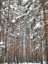 Winter Forest Dreams Royalty Free Stock Photo