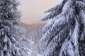 Winter forest in the early morning. Branches of huge fir trees in the snow and the gentle haze Royalty Free Stock Photo