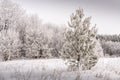 Winter forest. At the edge there is a lonely pine tree, all needles in hoarfrost