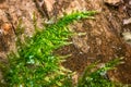 A macro shot of deep green, wet and thick moss