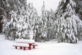 Winter forest, fir and pines in the forest after a snowfall, the table and the bench are standing in the snow Royalty Free Stock Photo