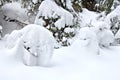 Winter forest of fir-tree. Fantastic snow figures on trees