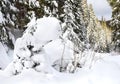 Winter forest of fir-tree. Fantastic snow figures on trees