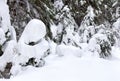 Winter forest of fir-tree. Fantastic snow figures on trees