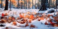 winter forest floor covered in a blanket of fallen leaves and a thin layer of snow Royalty Free Stock Photo