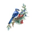 Winter forest floral decor from pine, eucalyptus, blue jay. Watercolor illustration. Hand drawn blue jay with eucalyptus Royalty Free Stock Photo