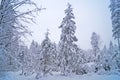 Winter forest with fluffy snow lying on the firs and tree branches