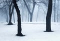 Winter forest in fog. Foggy trees in the cold morning