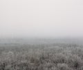 Winter forest in fog or myst, aerial view. White nature landscape, frost and tranquility