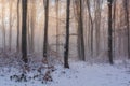 Winter forest in foggy morning. Royalty Free Stock Photo