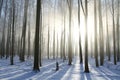 Winter Forest In Foggy Weather The Sunshine Deciduous During Sunrise Trees Illuminated By Rays Of Sun Misty And Cold Morning Fog