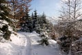 Winter Forest Footpath