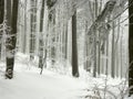 winter forest with frost covered trees