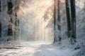 Winter forest with frost and snow, sun rays penetrate through the trees Royalty Free Stock Photo
