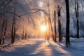 Winter forest with frost and snow, sun rays penetrate through the trees Royalty Free Stock Photo