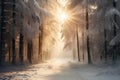 Winter forest with frost and snow, sun rays penetrate through the trees