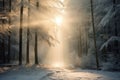 Winter forest with frost and snow, sun rays penetrate through the trees