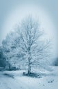 Winter forest. Frost on trees.