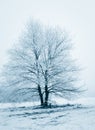 Winter forest. Frost on trees.