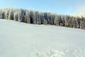 Winter in the forest. Frosted spruce trees.