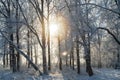 Winter forest on a frosty sunny day Royalty Free Stock Photo