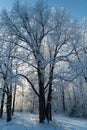 Winter forest on a frosty sunny day Royalty Free Stock Photo