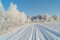 Winter forest on a frosty sunny day Royalty Free Stock Photo