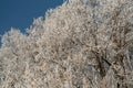 Winter forest on a frosty sunny day Royalty Free Stock Photo