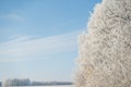 Winter forest on a frosty sunny day Royalty Free Stock Photo