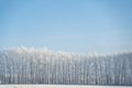 Winter forest on a frosty sunny day Royalty Free Stock Photo