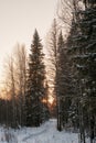 Winter forest on a frosty sunny evening by sunset