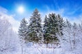 Winter forest in frosty sunny weather. Green firs are covered with white snow. Weather forecast concept image