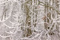 Winter forest with frosty tree branches Royalty Free Stock Photo