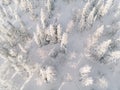 Winter forest with frosty trees, aerial view. Finland