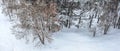 Winter forest. drone shot of snow-covered trees. panoramic landscape. aerial view Royalty Free Stock Photo