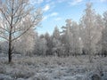 Winter forest. Frosty trees