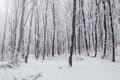 Winter forest frozen trees. Winter landscape in snowy forest. Royalty Free Stock Photo