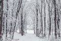 Winter forest frozen trees. Winter landscape in snowy forest. Royalty Free Stock Photo