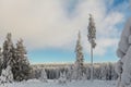 Winter forest full in snow and frosting