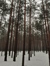Foggy and snowy winter scene. In the forest Royalty Free Stock Photo
