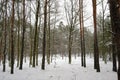 Foggy and snowy winter scene. In the forest Royalty Free Stock Photo