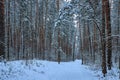 Winter forest, gloomy, seasonal landscape. Snow in the forest. Dense snow forest on cloudy day. Branches of tall trees Royalty Free Stock Photo