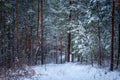 Winter forest, gloomy, seasonal landscape. Snow in the forest. Dense snow forest on cloudy day. Branches of tall trees Royalty Free Stock Photo