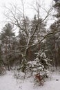 Winter forest, gloomy, seasonal landscape Royalty Free Stock Photo